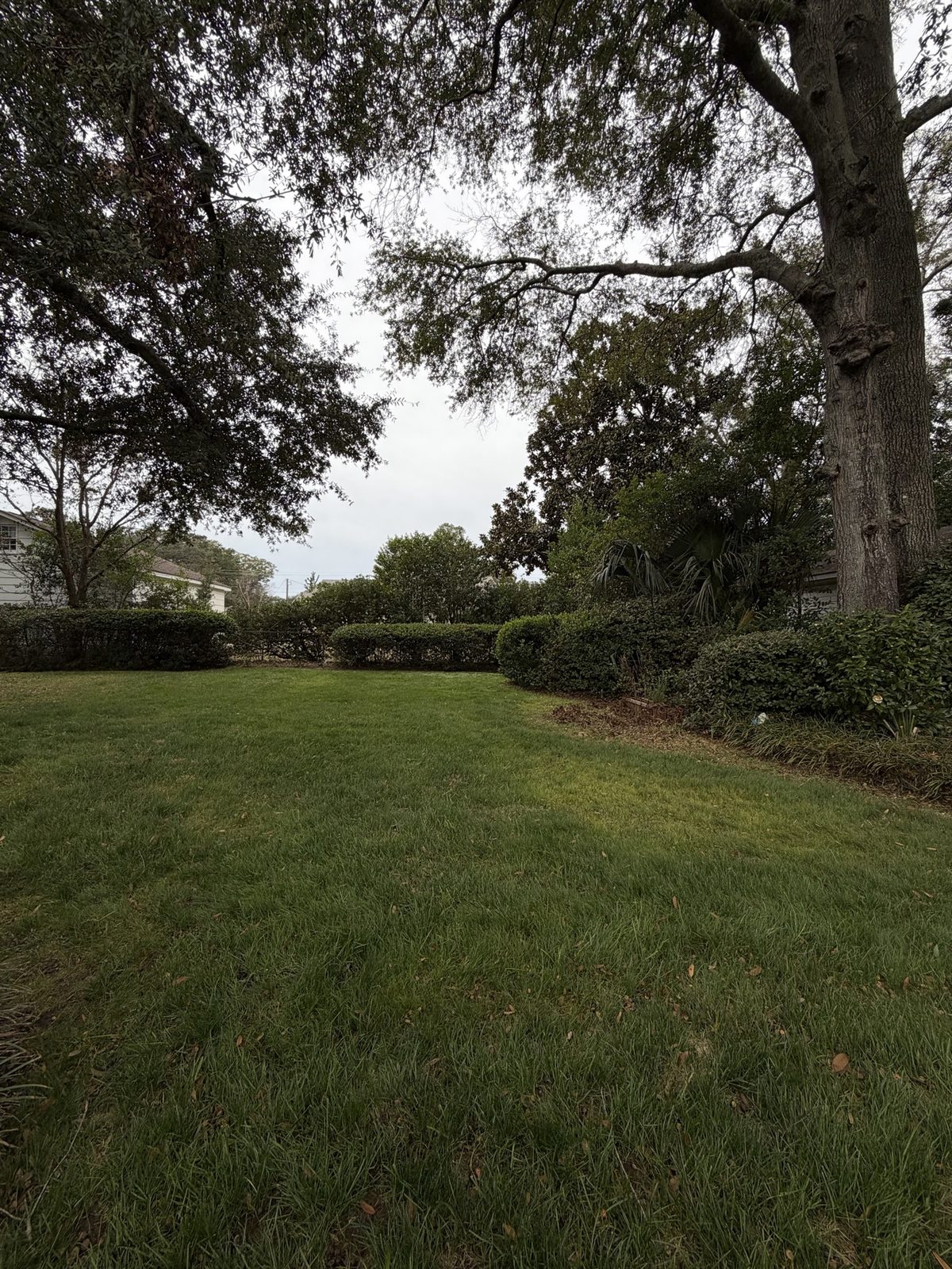 Backyard lawn with neatly trimmed hedges under a large oak