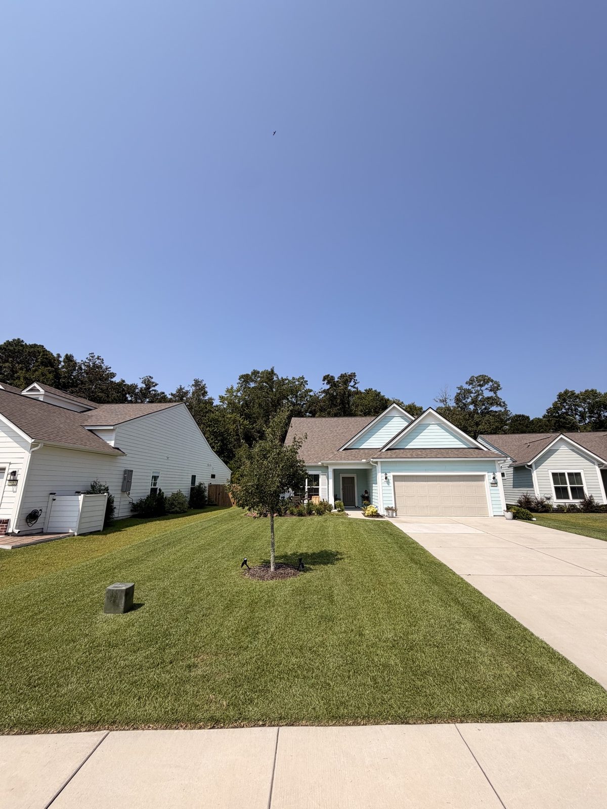 Striped front lawn with young tree in front of a blue cottage