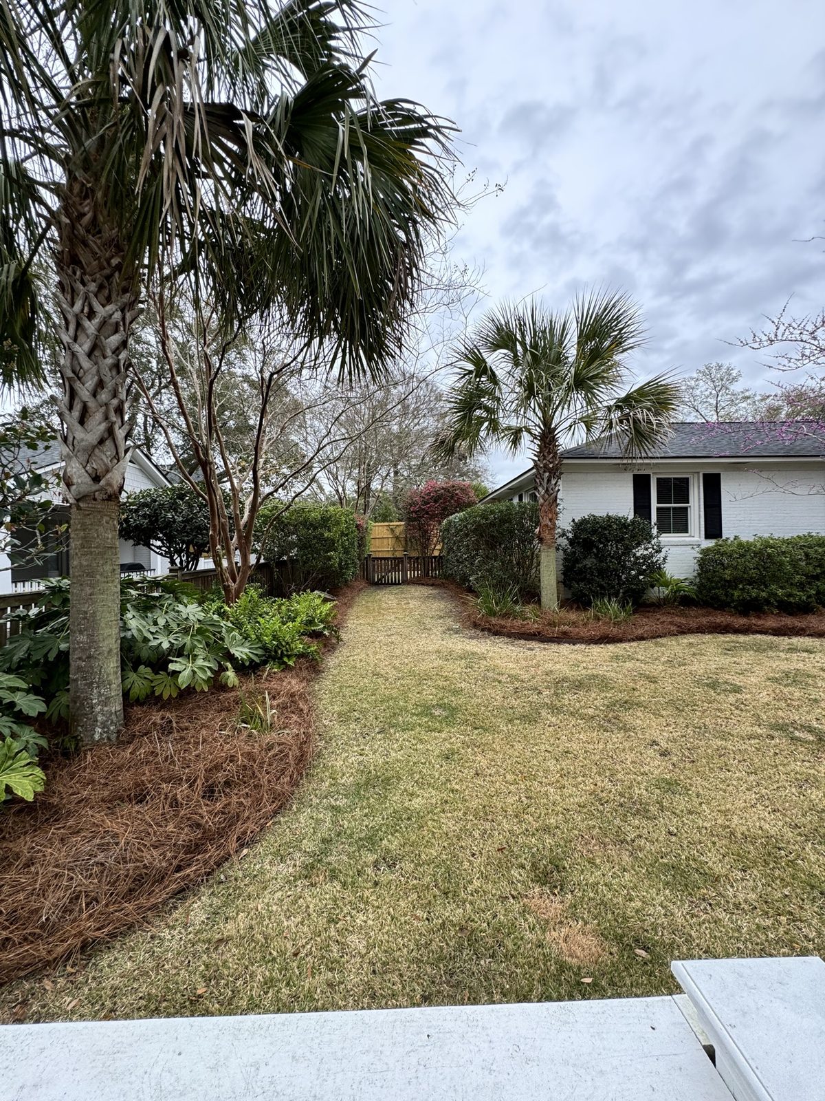 Trimmed hedges and pine straw beds along a side yard with palm trees