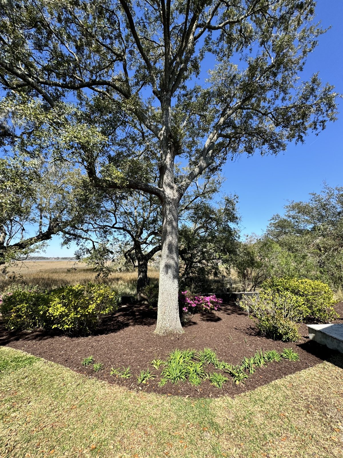 Fresh mulch bed around a large oak tree with blooming azaleas