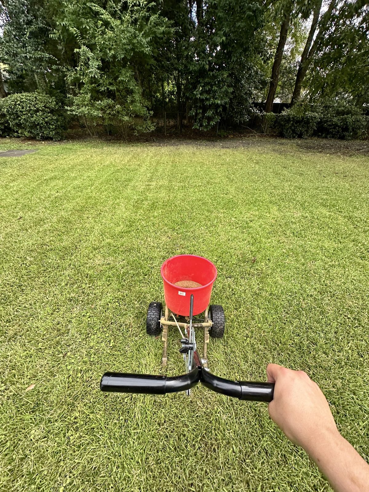 Broadcast spreader at work on a freshly mowed lawn